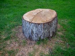 Trusted Delphi, IN Tree Removal Experts