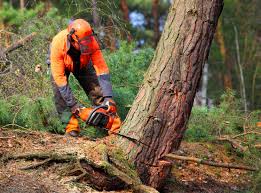 Best Arborist Consultation Services  in Delphi, IN