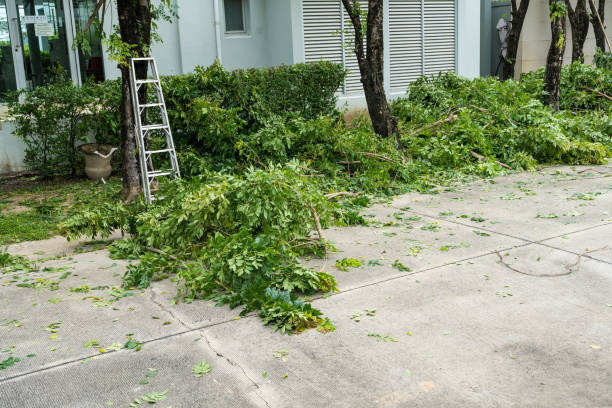Best Stump Grinding and Removal  in Delphi, IN